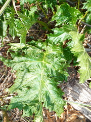 Acanthus mollis
