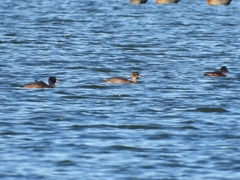 Heteronetta atricapilla