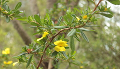 Hibbertia cuneiformis
