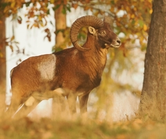 Domestic Sheep photo 2