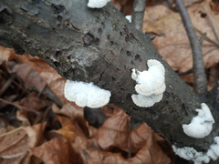 Schizophyllum commune
