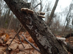 Schizophyllum commune