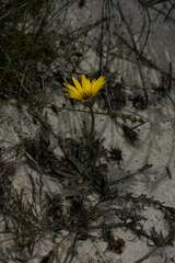 Arctotis angustifolia