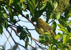 Piranga olivacea