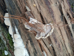 Schizophyllum commune