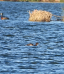 Heteronetta atricapilla