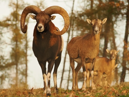 Ovis aries