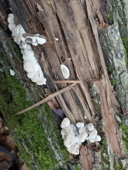Schizophyllum commune