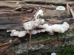 Schizophyllum commune