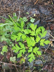 Dicentra formosa