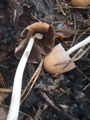 Coprinellus