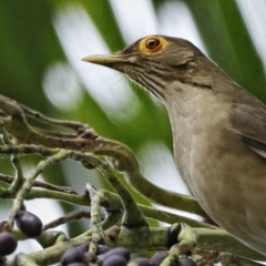 Turdus nudigenis
