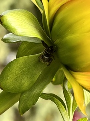 Phidippus audax