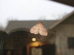 Operophtera bruceata