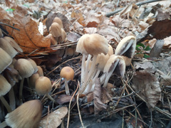 Coprinellus