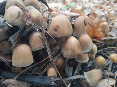 Coprinellus