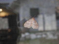 Operophtera bruceata