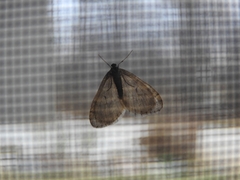 Operophtera bruceata