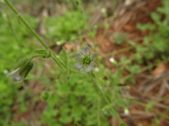 Stellaria