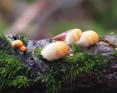 Sphaerobolus stellatus