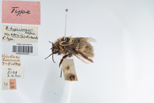 High Arctic Bumble Bee