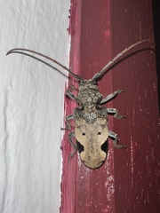 Phryneta leprosa
