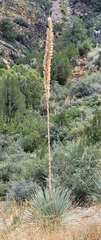 Nolina bigelovii