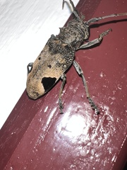 Phryneta leprosa