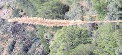 Nolina bigelovii