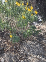 Senna didymobotrya