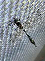 Hemicordulia continentalis