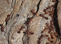 Myrmica specioides