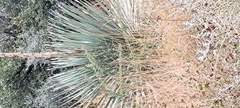 Nolina bigelovii