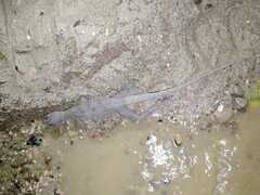 Basiliscus basiliscus