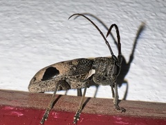 Phryneta leprosa