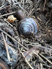 Helminthoglypta dupetithouarsi