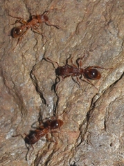 Myrmica specioides