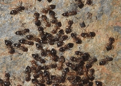 Crematogaster auberti