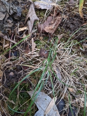 Agrostis perennans