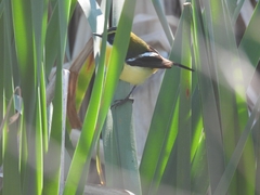 Tachuris rubrigastra