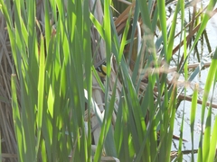 Tachuris rubrigastra