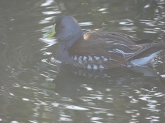 Porphyriops melanops