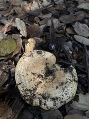 Lactarius alnicola