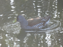 Porphyriops melanops