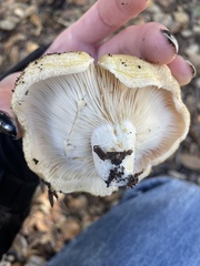 Lactarius alnicola