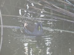 Porphyriops melanops