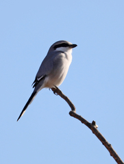 Lanius sphenocercus