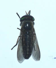 Tabanus trivittatus