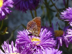 Melitaea athalia