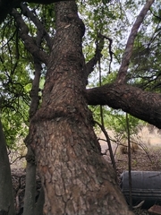 Searsia pyroides pyroides